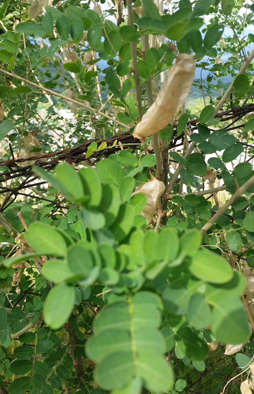 Colutea arborescens